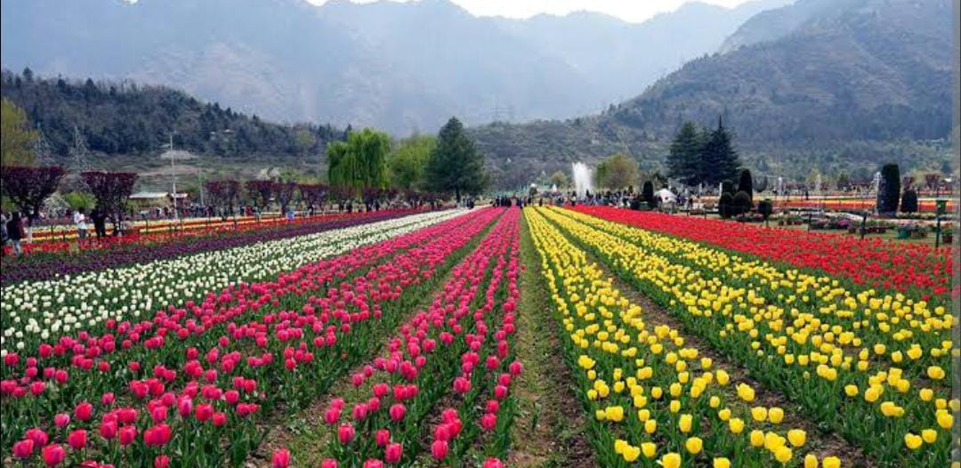 Extra Miles Kashmir Tour And Travels photo