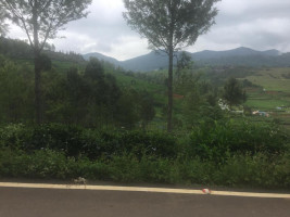 Misty Green Woods2 Image