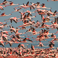 Flamingos are still being sighted at Rajasthan’s Sambhar Lake, signaling developing habitat suitable for their nesting