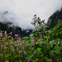 Valley of Flowers opens for 2025 season: From dates, timings to entry fees, here’s everything you need to know