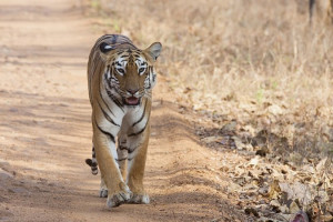 Rajgir zoo safari to open next month