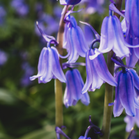 Step into a sea of bluebells: This enchanted forest in Belgium is giving everyone a much-needed mental reset