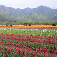 Move over Netherlands, Asia's largest tulip garden in Srinagar opens for public