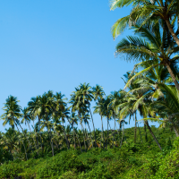 Goa's forest areas will be transformed into ecotourism destinations