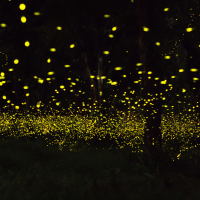 The Fireflies Festival is being held in Maharashtra, and you must attend