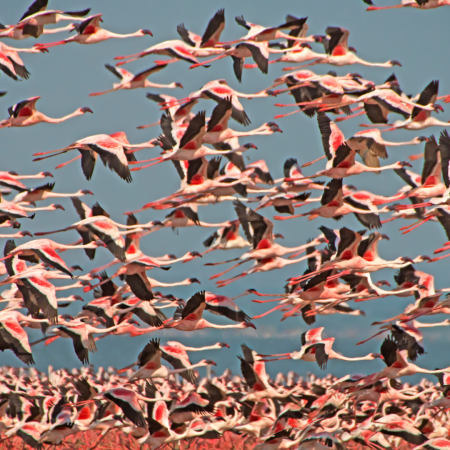 Flamingos are still being sighted at Rajasthan’s Sambhar Lake, signaling developing habitat suitable for their nesting