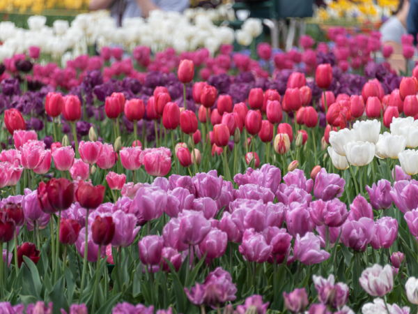 Tulip Festival in Srinagar in April 3rd to 20th, 2023
