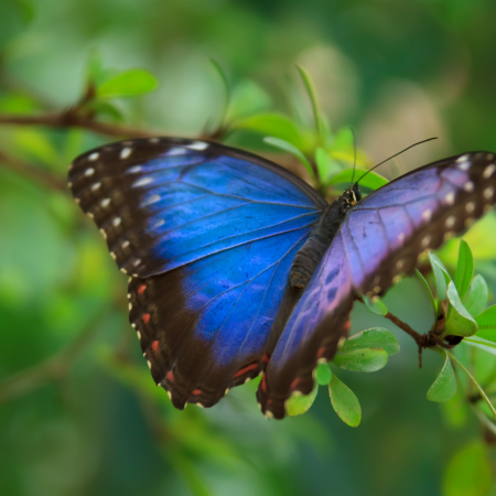 The Butterfly Festival is planned to begin on June 4 in Uttarakhand