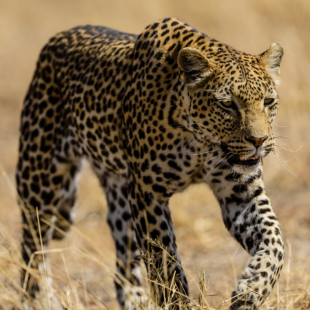 Jaipur currently has two leopard reserves, the first in India