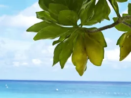 7 Days Best Andaman Package (3N PB + 2N HL + 1N NL)