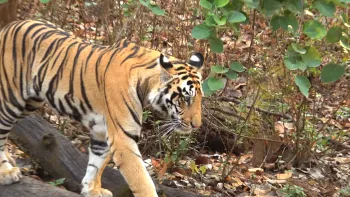 3 Night Pachmarhi 2 Night Kanha 1 Night Jabalpur