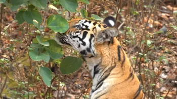 2 Night Kanha 2 Night Bandhavgarh