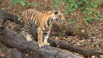 2 Night Bandhavgarh from Jabalpur