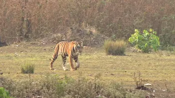 3 Night Bandhavgarh from Jabalpur