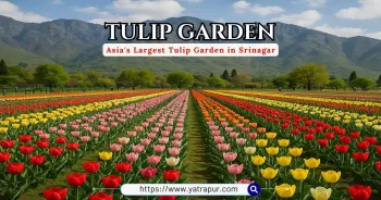 kashmir Tulip special package