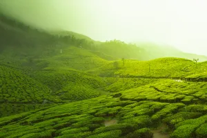 8 Days / 7 Nights Kerala Grand Circuit – Kanyakumari, Kovalam, Alleppey, Thekkady & Munnar