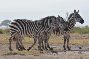 6 Nights Safari Package to Untamed Kenya