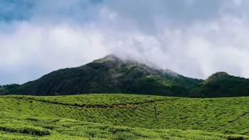 2 Nights / 3 Days Theni – Munnar – Cochin – Theni Tour Package