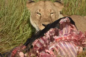 A 10 Day Kenya Safari Package