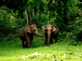 Theni, Meghamalai, and Thekkady: 3 Nights / 4 Days