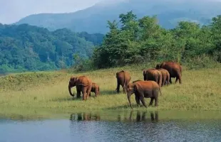 Theni, Meghamalai, and Thekkady: 3 Nights / 4 Days