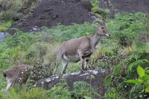 Rengha Holidays: Theni, Megamalai, Thekkady, Munnar Sedan Luxury Tour