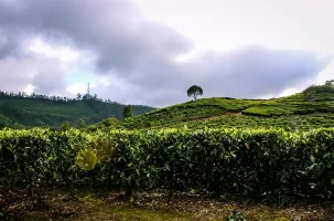Rengha Holidays: Theni, Megamalai, Thekkady, Munnar Sedan Luxury Tour