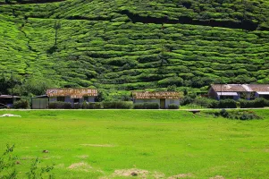 Rengha Holidays: Theni, Megamalai, Thekkady, Munnar Sedan Luxury Tour