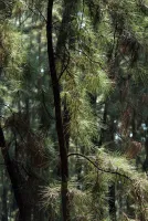 The Ultimate 3N/4D Hills & Nature Retreat: Theni, Megamalai, Thekkady, Munnar, & Vagamon