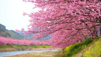 japan cherryblossom 2026