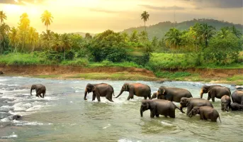 Experience the Best of Sri Lanka in 6 Nights & 7 Days
