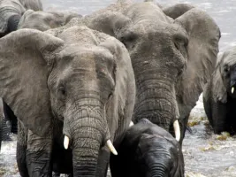 5-Day Northern Circuit Safari: Tarangire, Serengeti & Ngorongoro