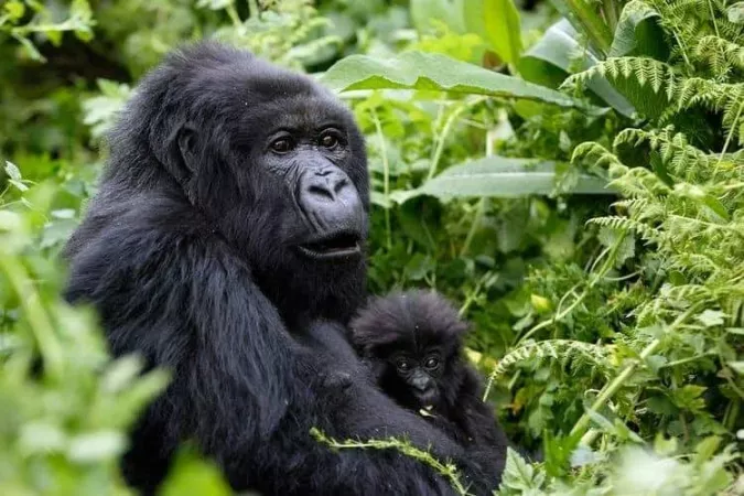 3 Days Gorilla Trekking Uganda Bwindi Forest