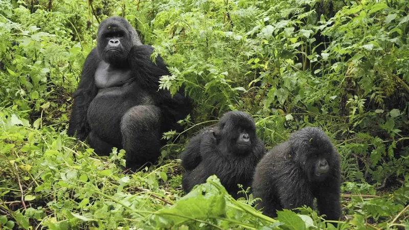 10 days Uganda safari