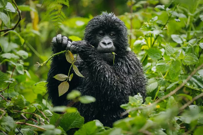 4 Days Uganda Mountain Gorillas, Lake Bunyonyi & Wildlife Experience