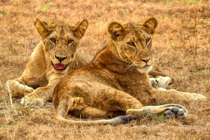9-Day Custom Tour Uganda –Budget Friendly African Safari