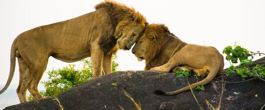3 Day Medley of wonders and chimpanzee trekking – Queen Elizabeth National Park