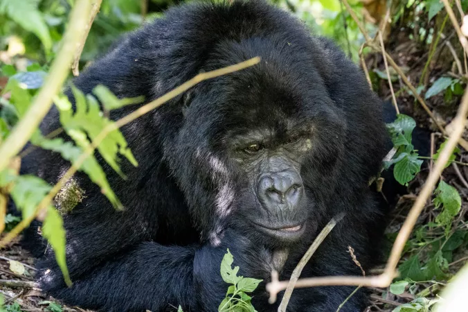 3 Day-Mountain Gorilla In The Mist Adventure – Bwindi Impenetrable Forest National Park