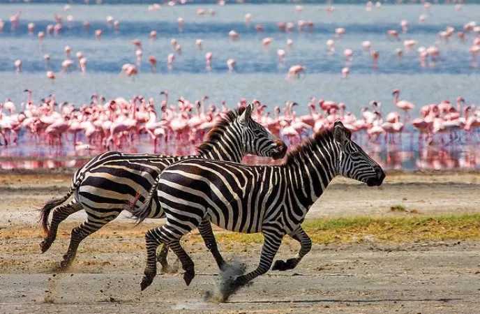 Rejuvenating Tanzania Family Luxury Tour Package for 6N/7D