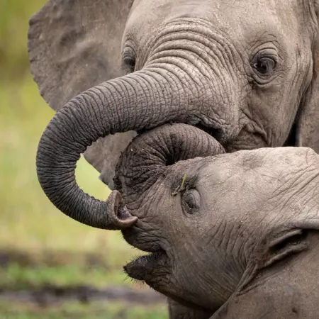 Unforgettable Two Days Tanzania Safaris: Lake Manyara and Ngorongoro Crater Safaris Tour