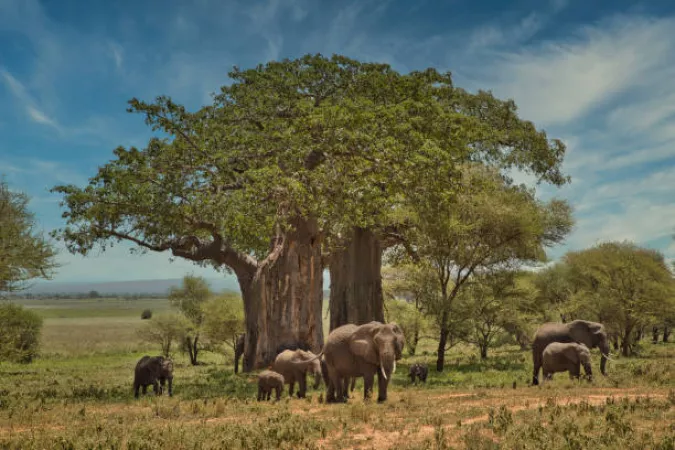 Best Tanzania’s Group Safari-Immerse in Tanzania’s Wildlife Riches in 7 Days Through Arusha NP, Tarangire, Manyara, Serengeti &amp; Ngorongoro national park