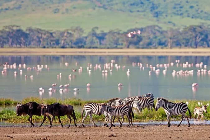 Epic Safari Group-Five Days Days in Top Tanzanian Parks including Arusha National park, Tarangire, Serengeti and Ngorongoro Crater
