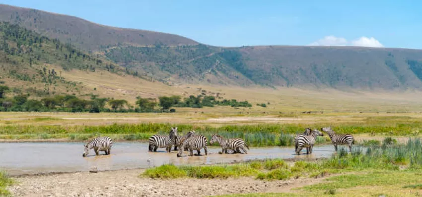 Tanzania Ultimate Group Safari-Four Days of Tanzania's Finest Wildness on a Group Tour in Lake Manyara, Serengeti and Ngorongoro National Park