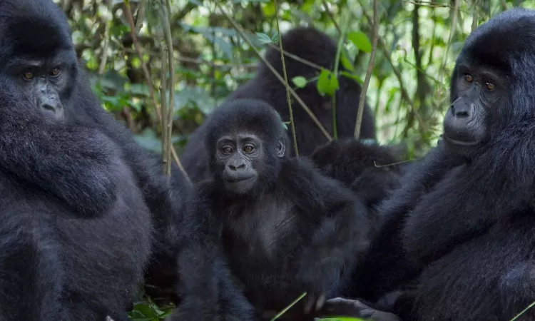 5-Day Luxury Gorilla safari in Uganda