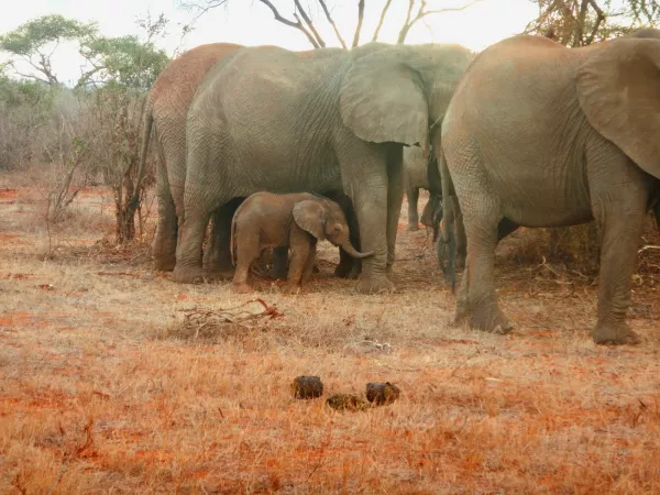 6 Days Masai Mara – Lake Nakuru – Amboseli Budget Group Safari