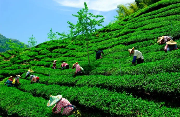 8D/7N Kerala Tour Package
