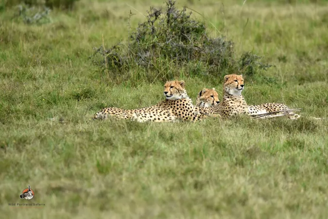 3 Nights Masai Mara National Reserve Safari