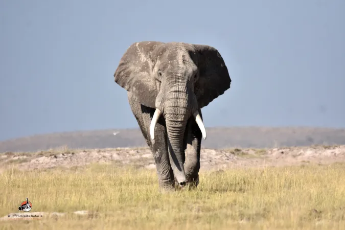3 Days Amboseli National Park Safari