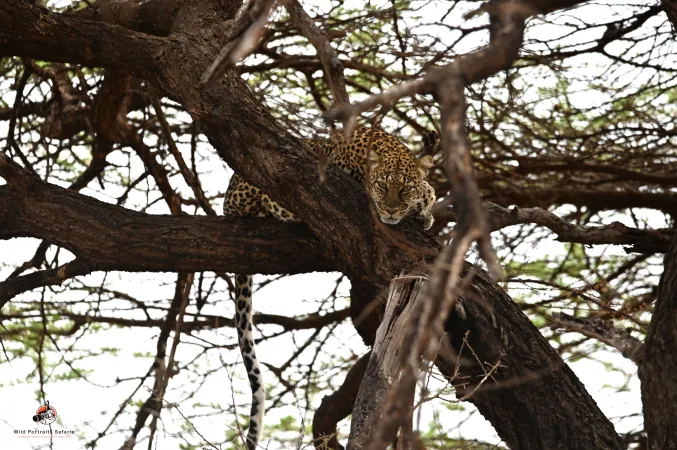 3-Day Explore Samburu National Reserve