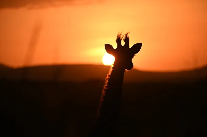 7 Day Wildlife Adventure Safari Package